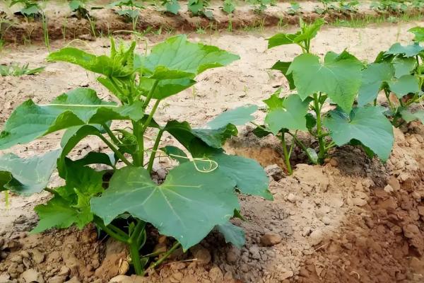 黄瓜的种植方法，抽蔓后立刻进行绑蔓
