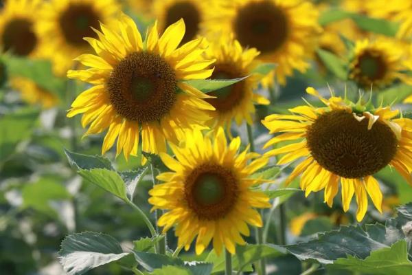 向日葵的别称，具有葵花、太阳花、向阳花等叫法