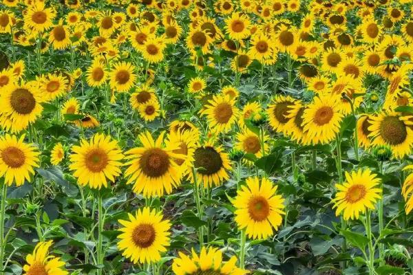 向日葵的别称，具有葵花、太阳花、向阳花等叫法