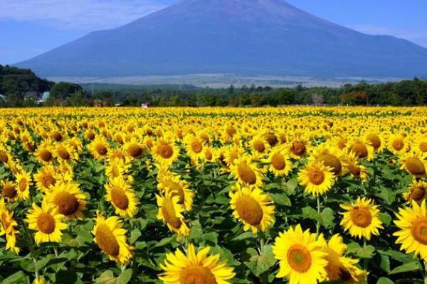 向日葵的别称，具有葵花、太阳花、向阳花等叫法