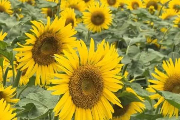向日葵的别称，具有葵花、太阳花、向阳花等叫法