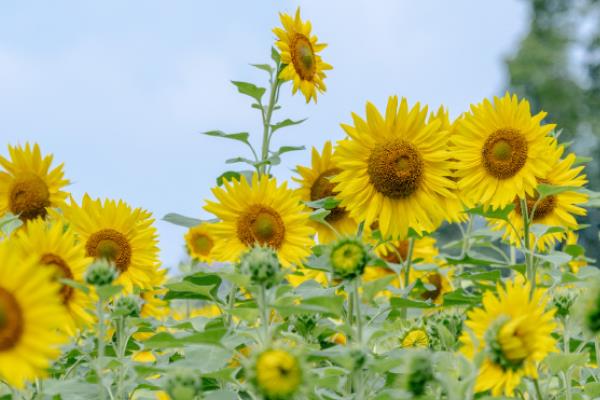 向日葵的别称，具有葵花、太阳花、向阳花等叫法