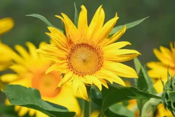向日葵的别称，具有葵花、太阳花、向阳花等叫法