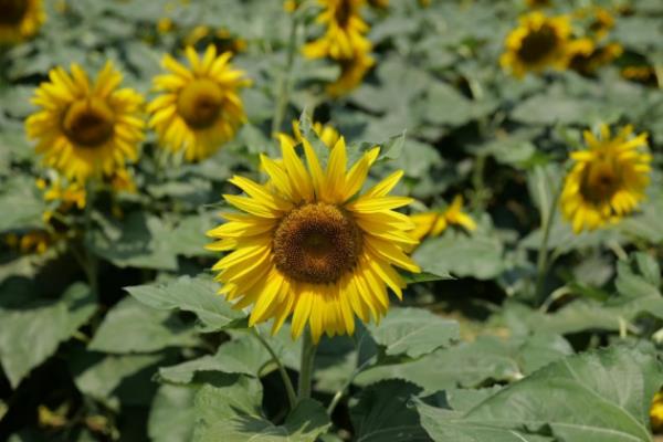 向日葵的别称，具有葵花、太阳花、向阳花等叫法