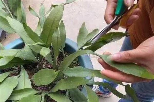 让昙花在白天开花的方法，以下3种方式均可采取