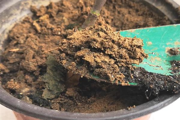让昙花在白天开花的方法，以下3种方式均可采取