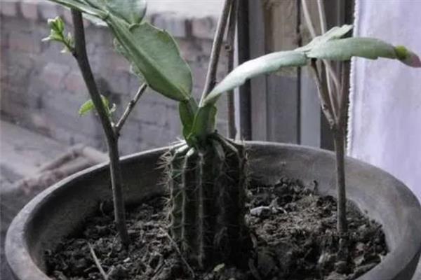 让昙花在白天开花的方法，以下3种方式均可采取