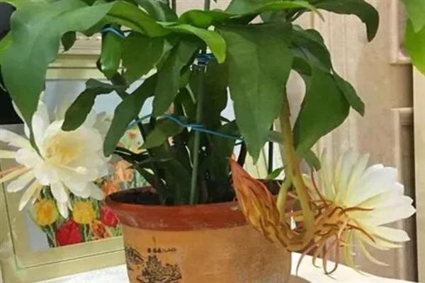 让昙花在白天开花的方法，以下3种方式均可采取