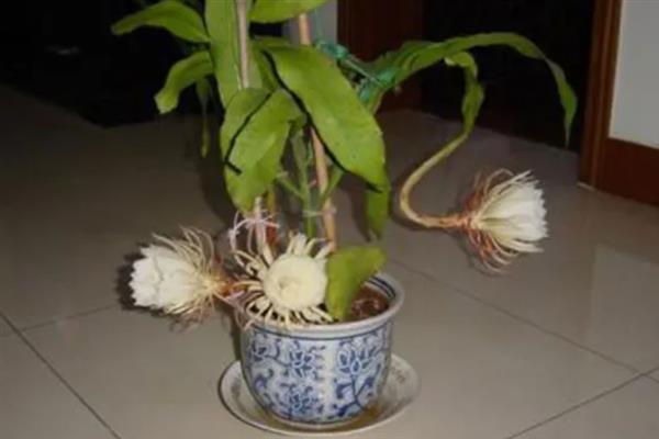 让昙花在白天开花的方法，以下3种方式均可采取