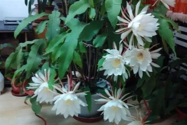 让昙花在白天开花的方法，以下3种方式均可采取