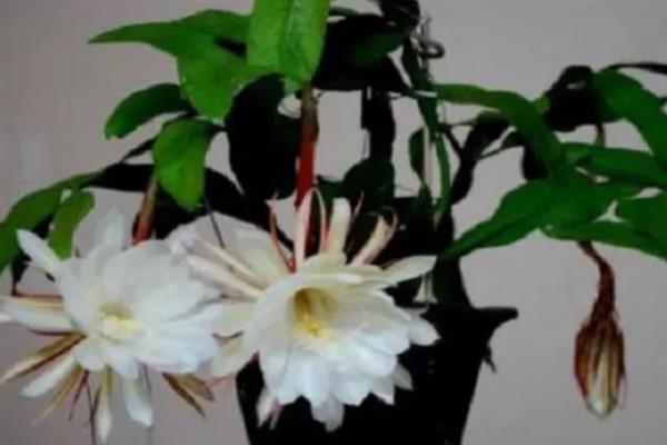 让昙花在白天开花的方法，以下3种方式均可采取