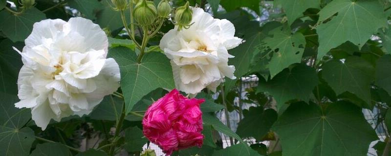 木芙蓉花的寓意，寓意纯洁美貌、富贵吉祥等