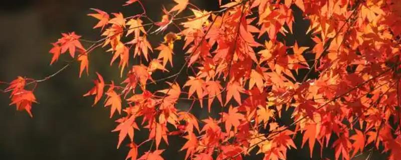 枫叶变红的时间，集中在9-10月份