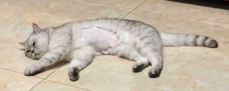 猫毛可以剃光吗，全部剃掉会严重影响健康
