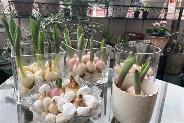 如何无土栽培郁金香，使用珍珠岩作为介质