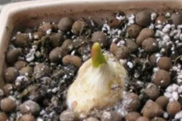 如何无土栽培郁金香，使用珍珠岩作为介质