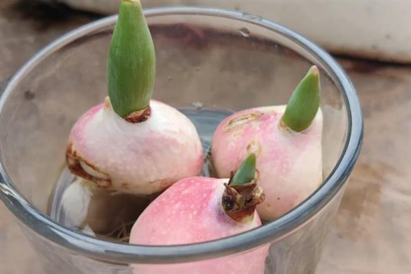 如何无土栽培郁金香，使用珍珠岩作为介质
