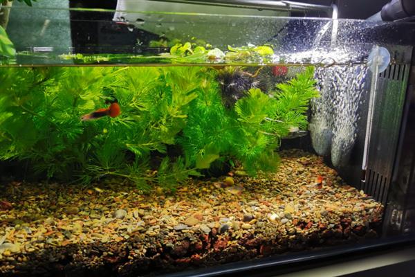 金鱼供氧器每天开多久，要根据具体情况来看
