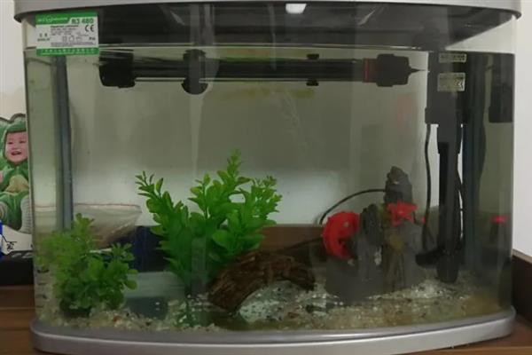 金鱼供氧器每天开多久，要根据具体情况来看