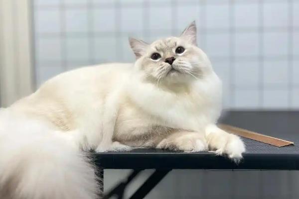 猫毛可以剃光吗，全部剃掉会严重影响健康