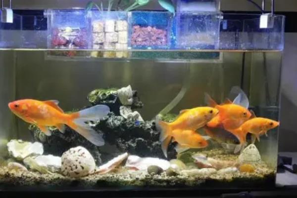 金鱼供氧器每天开多久，要根据具体情况来看