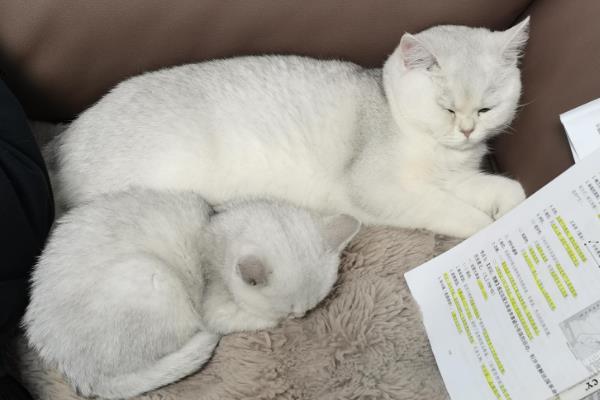 猫毛可以剃光吗，全部剃掉会严重影响健康