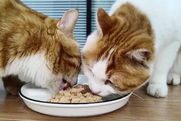猫毛可以剃光吗，全部剃掉会严重影响健康