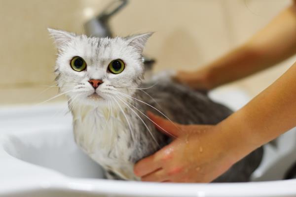 猫毛可以剃光吗，全部剃掉会严重影响健康