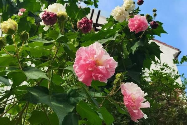 木芙蓉花的寓意，寓意纯洁美貌、富贵吉祥等