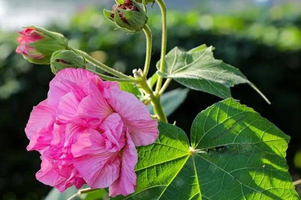 木芙蓉花的寓意，寓意纯洁美貌、富贵吉祥等