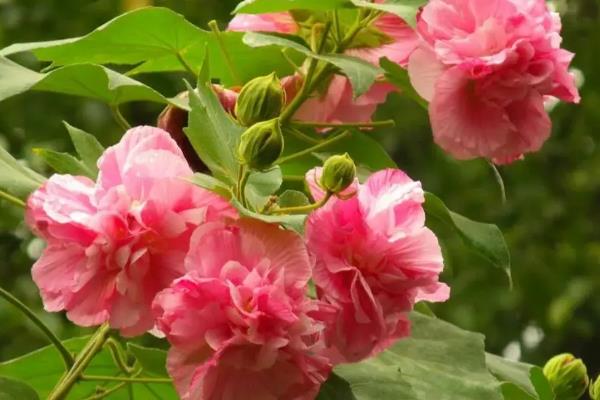 木芙蓉花的寓意，寓意纯洁美貌、富贵吉祥等