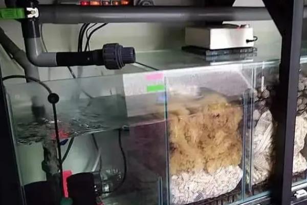 鱼缸底部轻微渗水怎么处理，需要进行修补