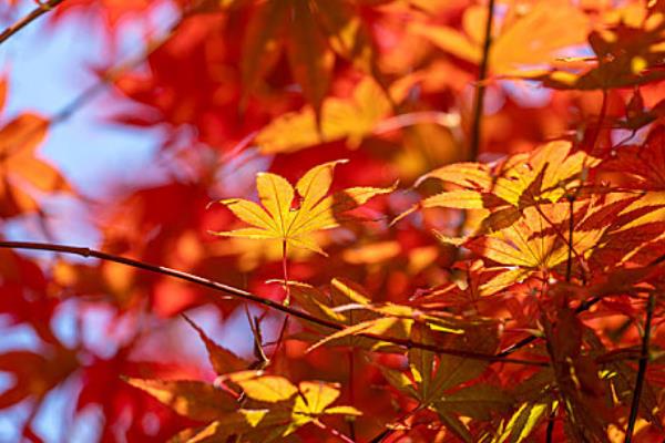 枫叶变红的时间，集中在9-10月份
