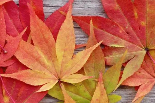 枫叶变红的时间，集中在9-10月份
