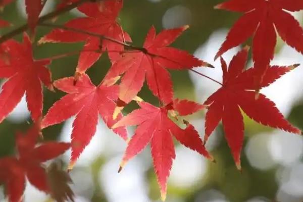枫叶变红的时间，集中在9-10月份
