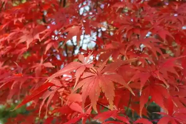 枫叶变红的时间，集中在9-10月份