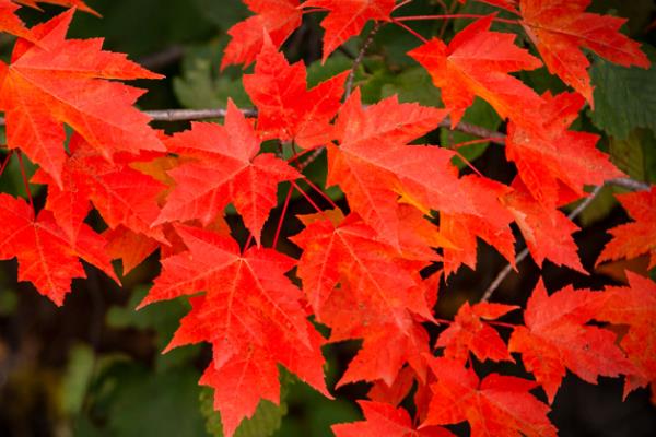 枫叶变红的时间，集中在9-10月份
