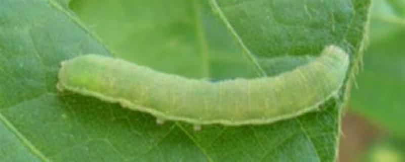菜青虫的防治方法，喷施灭幼脲1号、50%辛硫磷等药物均可灭杀