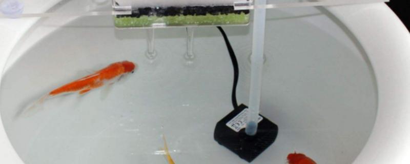 金鱼供氧器每天开多久，要根据具体情况来看