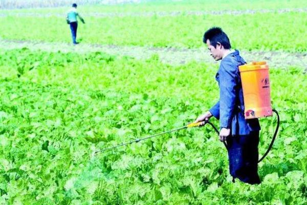 菜青虫的防治方法，喷施灭幼脲1号、50%辛硫磷等药物均可灭杀