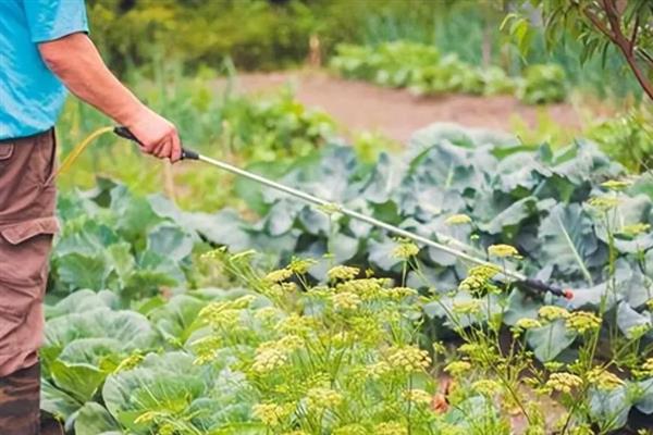 菜青虫的防治方法，喷施灭幼脲1号、50%辛硫磷等药物均可灭杀