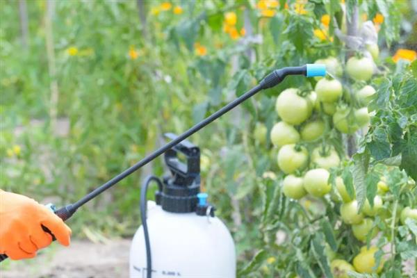菜青虫的防治方法，喷施灭幼脲1号、50%辛硫磷等药物均可灭杀