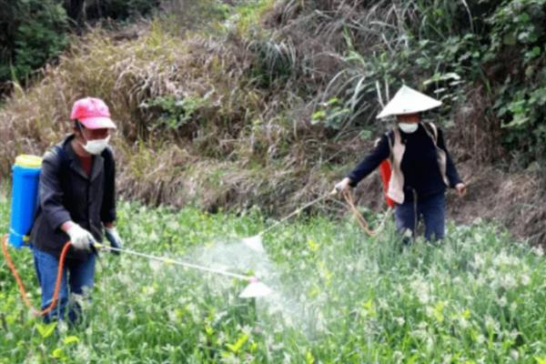 菜青虫的防治方法，喷施灭幼脲1号、50%辛硫磷等药物均可灭杀