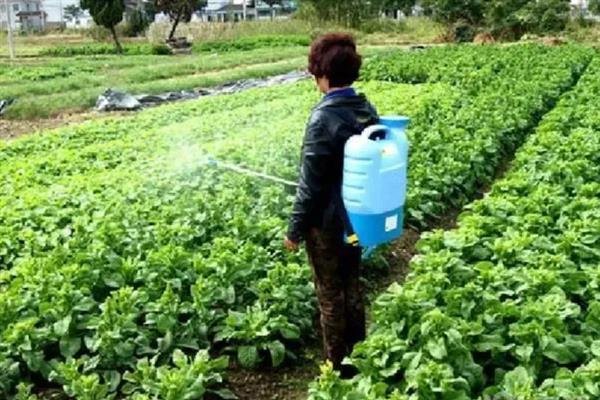 菜青虫的防治方法，喷施灭幼脲1号、50%辛硫磷等药物均可灭杀