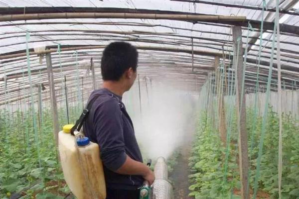 菜青虫的防治方法，喷施灭幼脲1号、50%辛硫磷等药物均可灭杀
