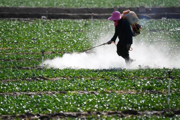 菜青虫的防治方法，喷施灭幼脲1号、50%辛硫磷等药物均可灭杀