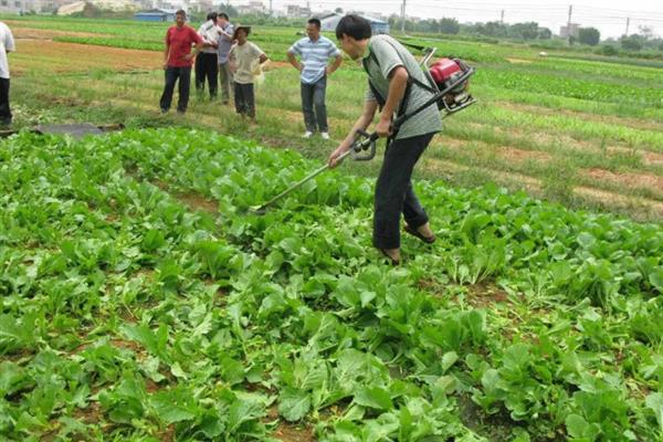 菜青虫的防治方法，喷施灭幼脲1号、50%辛硫磷等药物均可灭杀