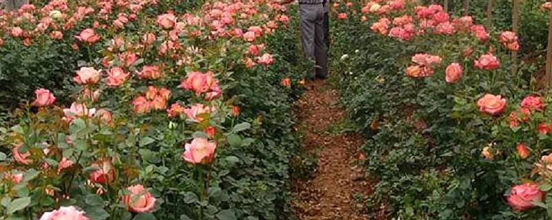 养月季花适合用什么土，适合微酸性肥沃疏松透气土壤
