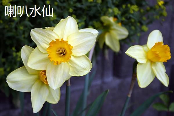 水仙花在什么季节开放，在每年1-2月开放