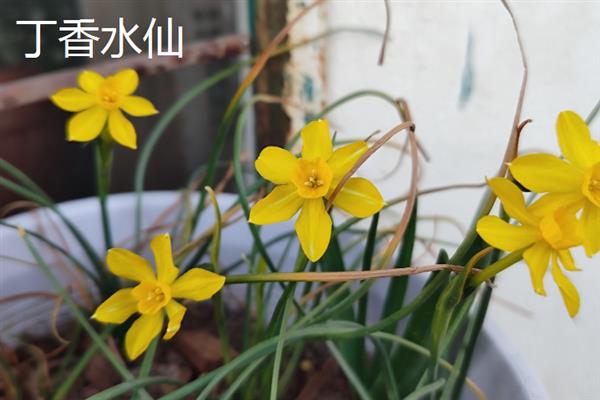水仙花在什么季节开放，在每年1-2月开放